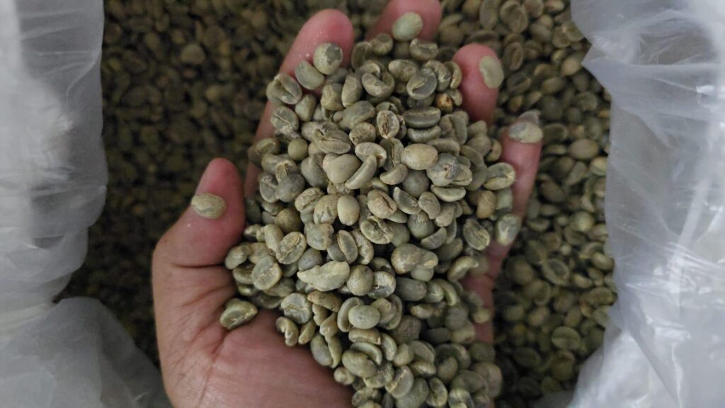 Bolaven Plateau Green Coffee Beans