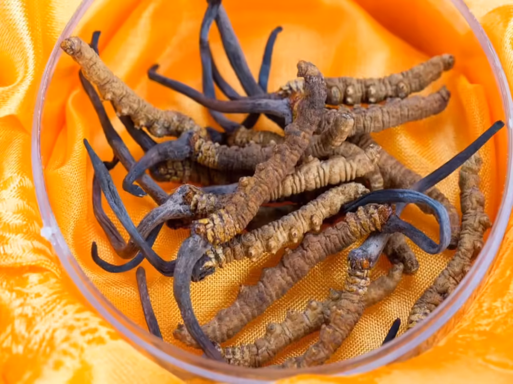 Wild Ophiocordyceps Sinensis – Himalayan Cordyceps | Premium Natural Collection