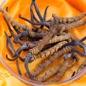 Wild Ophiocordyceps Sinensis – Himalayan Cordyceps | Premium Natural Collection