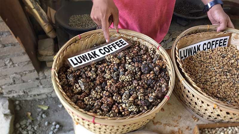 Wild Kopi Luwak – Bali, Indonesia | Limited Collector’s Edition